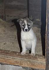 419 X 604 47.4 Kb  -   