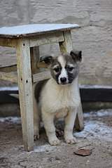 403 X 604 47.7 Kb  -   