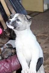 409 X 604 38.6 Kb  -   