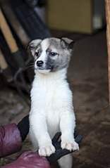 393 X 604 31.9 Kb  -   