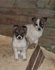 469 X 604 65.2 Kb  -   