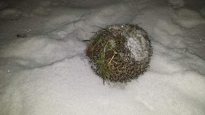 1024 X 576 226.0 Kb Копыто 2014