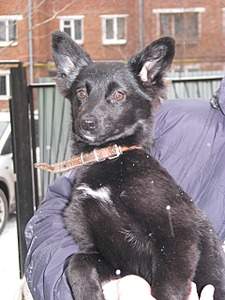 1920 X 2560 395.2 Kb  , ,    !