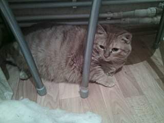 1280 X 960 198.4 Kb 640 X 853  78.0 Kb       ,  