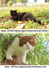 1920 X 2687 660.8 Kb   