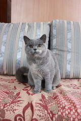 1920 X 2880 475.2 Kb 1920 X 2687 660.8 Kb   