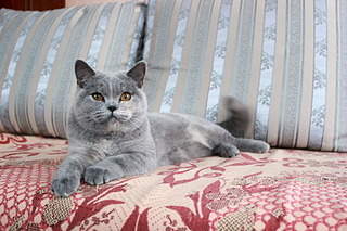 1920 X 1280 621.0 Kb   