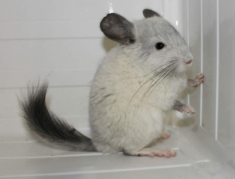 1384 X 1055 414.6 Kb 1920 X 1280 750.3 Kb 1920 X 1280 652.3 Kb -