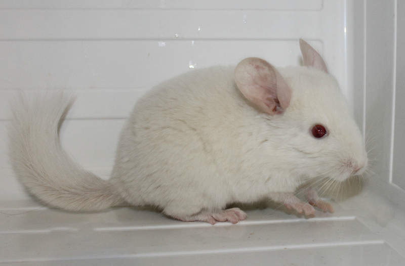 1460 X 960 362.8 Kb 1384 X 1055 414.6 Kb 1920 X 1280 750.3 Kb 1920 X 1280 652.3 Kb -