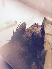 361 X 480  46.9 Kb  , .