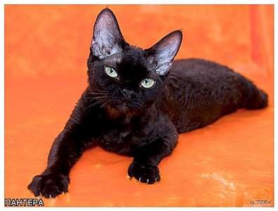 440 X 333 26.8 Kb      !