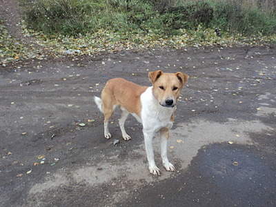 1920 X 1440 724.7 Kb    