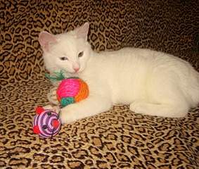 1275 X 1081 448.4 Kb      .