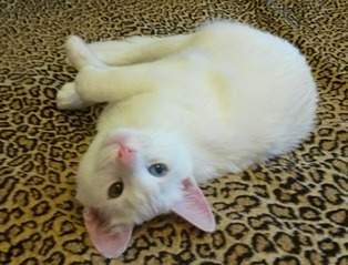 1509 X 1152 401.7 Kb 1248 X 1200 446.4 Kb 1275 X 1081 448.4 Kb      .