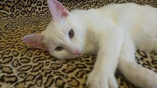 800 X 450 92.0 Kb 1509 X 1152 401.7 Kb 1248 X 1200 446.4 Kb 1275 X 1081 448.4 Kb      .