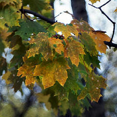 900 X 900 307.4 Kb canon 40 2.8 stm 