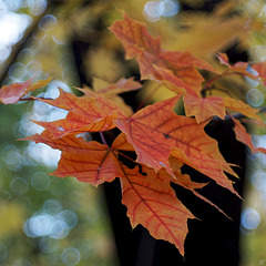 900 X 900 227.9 Kb 900 X 900 307.4 Kb canon 40 2.8 stm 