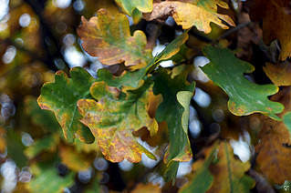 900 X 597 203.9 Kb 900 X 900 224.1 Kb 900 X 900 227.9 Kb 900 X 900 307.4 Kb canon 40 2.8 stm 