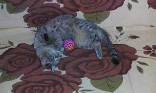 807 X 484 59.6 Kb 807 X 484 71.8 Kb 807 X 484 82.1 Kb Обычная, простая, но не менее красивая и ласковая кошечка ищет дом