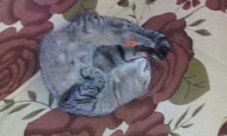 807 X 484  51.6 Kb 807 X 484  59.6 Kb 807 X 484  71.8 Kb 807 X 484  82.1 Kb , ,         