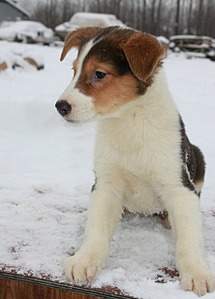 918 X 1280 249.9 Kb 853 X 1280 228.1 Kb    ''.