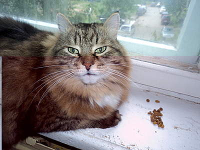 400 x 300 Мегаласковый котик потеряшка. Чей?