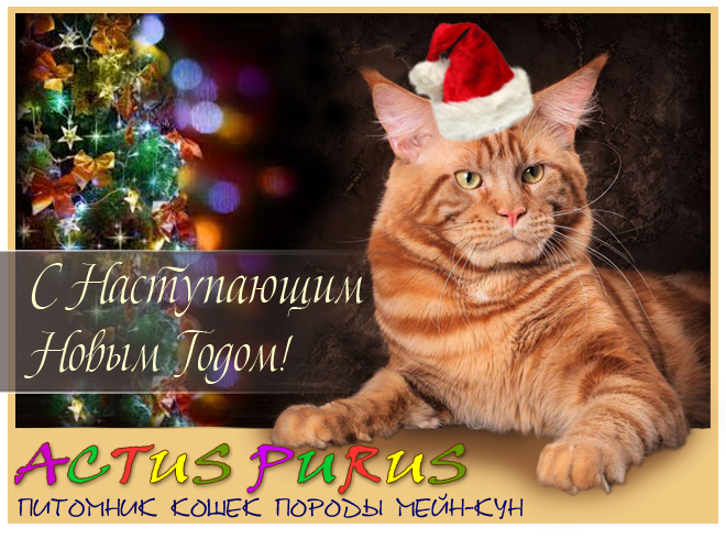 660 x 500 Питомник Мейн-кунов 'Аctus Рurus'. Ласковые ГИГАНТЫ.