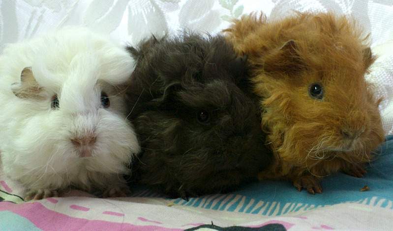 1909 X 1125 437.0 Kb    - 