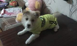 807 X 484 46.9 Kb 484 X 807 33.4 Kb 807 X 484 41.9 Kb 484 X 807 48.6 Kb      