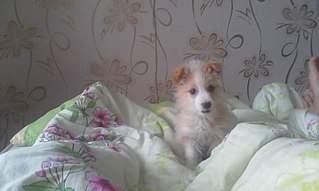 807 X 484 52.9 Kb 807 X 484 46.9 Kb 484 X 807 33.4 Kb 807 X 484 41.9 Kb 484 X 807 48.6 Kb      