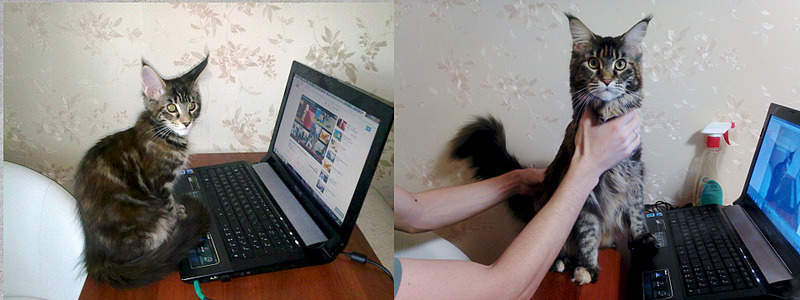1920 X 720 402.0 Kb 1920 X 720 418.3 Kb 1920 X 720 467.9 Kb 1920 X 720 486.4 Kb Питомник Мейн-кунов 'Аctus Рurus'. Ласковые ГИГАНТЫ.