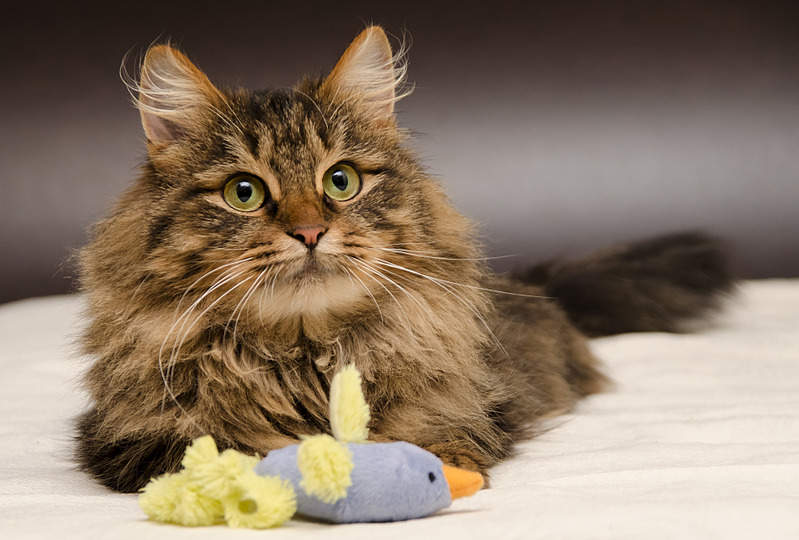 1920 X 1298 533.5 Kb     .  .