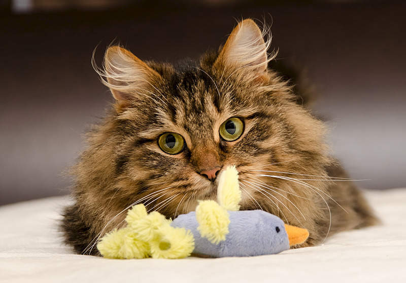 1920 X 1342 594.0 Kb     .  .