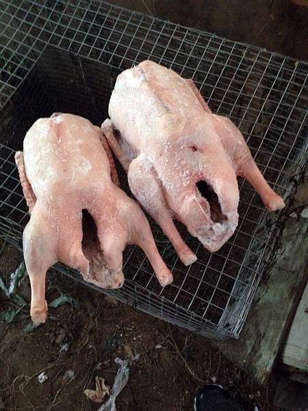 720 X 960 179.9 Kb   ()