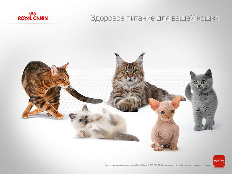 1024 X 768 125.2 Kb 20-21 декабря 2014 г. Выставка кошек 'Зимняя сказка'. КЛК 'Премьер'