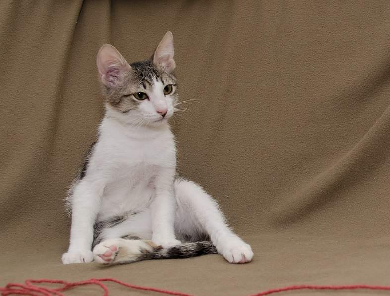 1280 X 975 217.8 Kb Котенок Квинтик мечтает о Новогоднем подарке - новом доме!