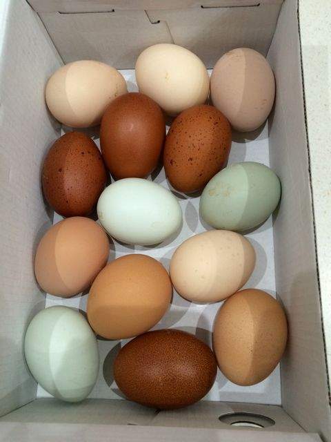 Инкубационное яйцо марана купить. Легбар Маран. Легбар кремовый яйцо. Яйцо Легбар инкубационное. Яйца Маран для инкубации.
