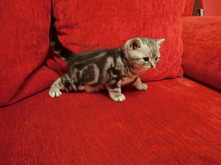 1920 X 1440 543.2 Kb 1920 X 1280 657.1 Kb  