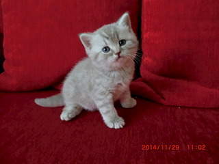 1920 X 1440 402.3 Kb 1920 X 1440 396.8 Kb 1920 X 1440 543.2 Kb 1920 X 1280 657.1 Kb  