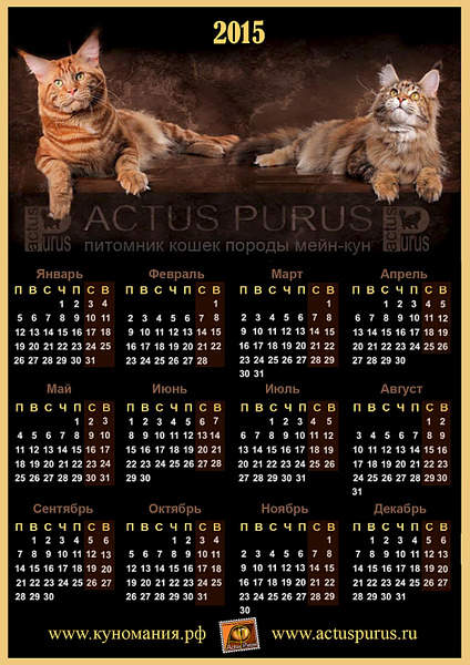 1240 X 1754 333.3 Kb Питомник Мейн-кунов 'Аctus Рurus'. Ласковые ГИГАНТЫ.