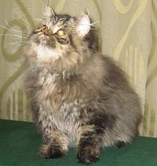 405 X 429  90.6 Kb 393 X 425  97.7 Kb 503 X 382  87.9 Kb   .