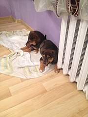 240 X 320  33.6 Kb 960 X 1280 384.0 Kb    