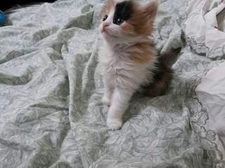 1088 X 816 155.0 Kb Котята ищут новый дом)