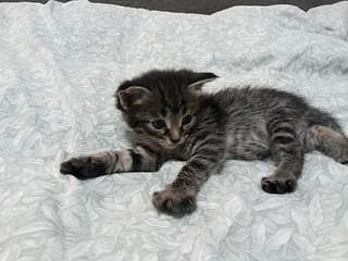 1088 X 816 162.8 Kb 816 X 1088 161.9 Kb 816 X 1088 137.5 Kb 1088 X 816 155.0 Kb Котята ищут новый дом)
