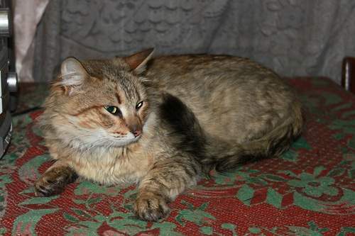 500 x 333 Молодой кот ищет дом