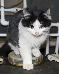 622 X 787 354.0 Kb 710 X 787 369.1 Kb  - 