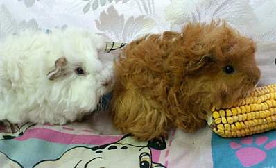 1855 X 1125 635.2 Kb    - 