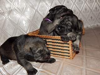 604 X 453 77.6 Kb 453 X 604 95.9 Kb 604 X 453 59.3 Kb  