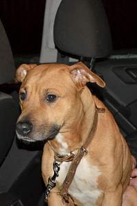 1332 X 1998 644.2 Kb Стаффа привязали в лесу (ищем руки) г. Сарапул