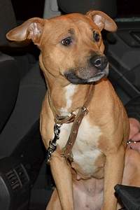 1332 X 1998 823.1 Kb 1332 X 1998 644.2 Kb Стаффа привязали в лесу (ищем руки) г. Сарапул